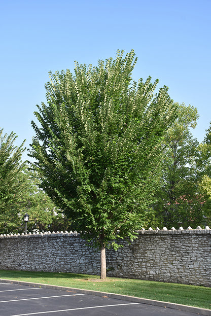 Princeton-Elm