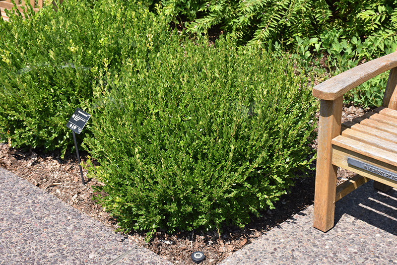 Wintergreen-Boxwood