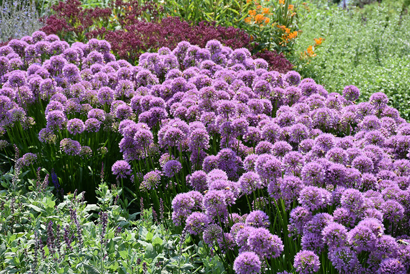 Millenium-Ornamental-Onion
