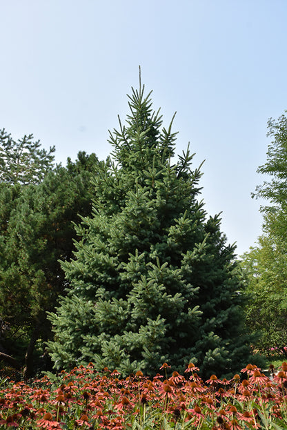 Black Hills Spruce