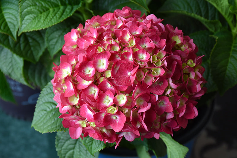 Summer Crush Hydrangea