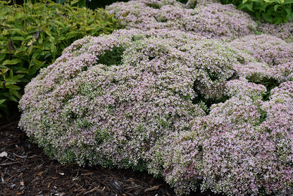 Rock-'N-Round&trade;-Pure-Joy-Stonecrop