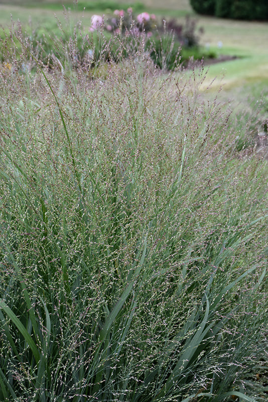 Cape-Breeze-Switch-Grass