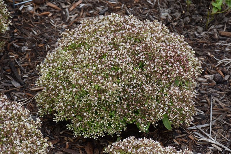 Rock 'N Round&trade; Bundle Of Joy Stonecrop