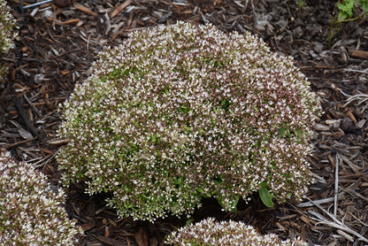 Rock 'N Round&trade; Bundle Of Joy Stonecrop