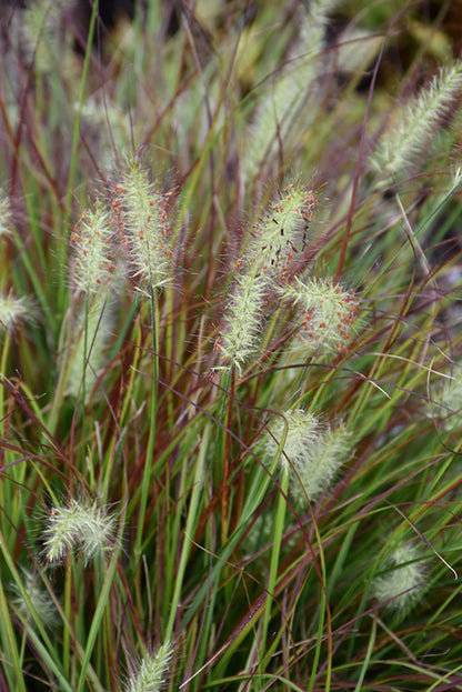 Burgundy-Bunny-Dwarf-Fountain-Grass