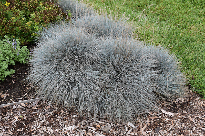 Elijah-Blue-Fescue