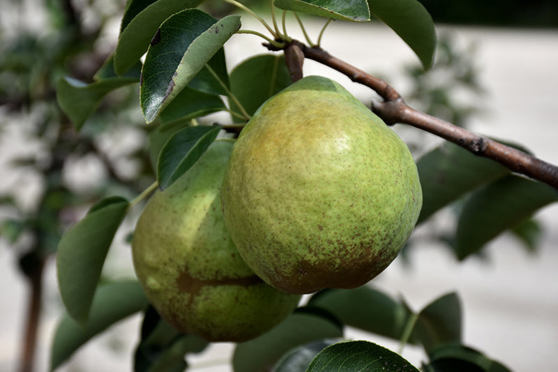 Bartlett Pear Tree