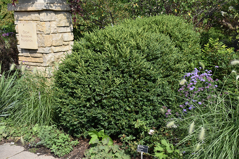 Green-Gem-Boxwood