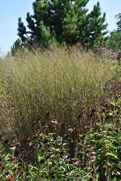 Heavy Metal Blue Switch Grass