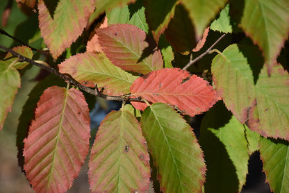 Fire King™ Hornbeam