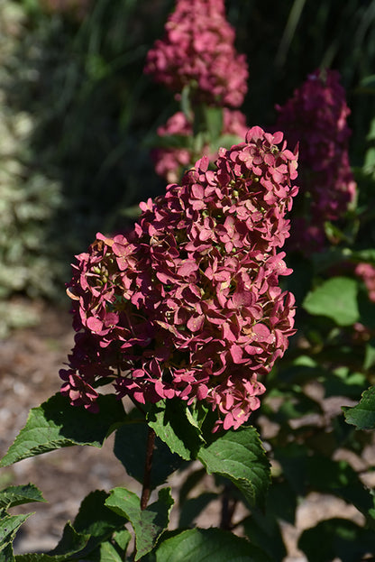 Berry White Hydrangea (Standard Tree Form)