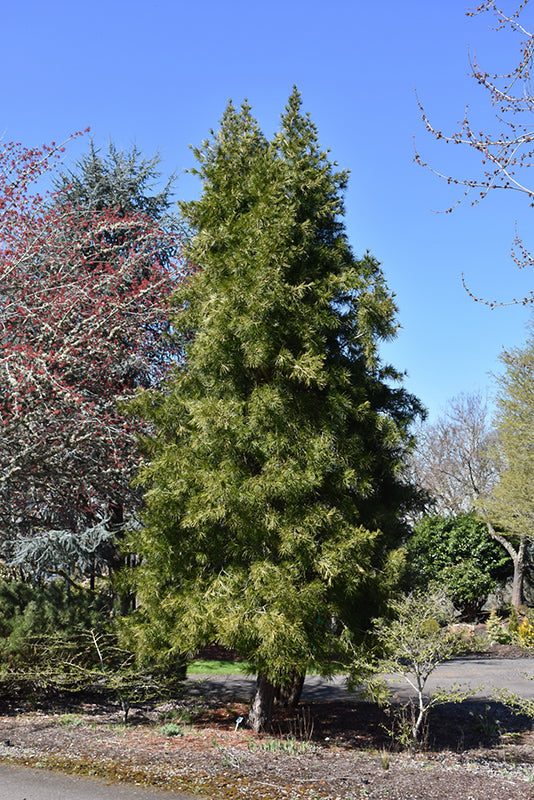 Japanese-Umbrella-Pine