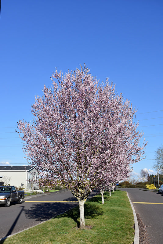 Krauter Vesuvius Purple Leaf Plum