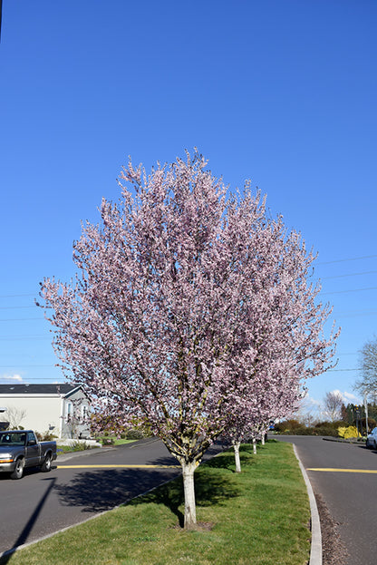 Krauter Vesuvius Purple Leaf Plum