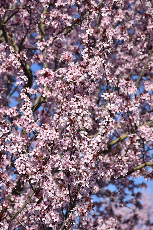 Krauter Vesuvius Purple Leaf Plum