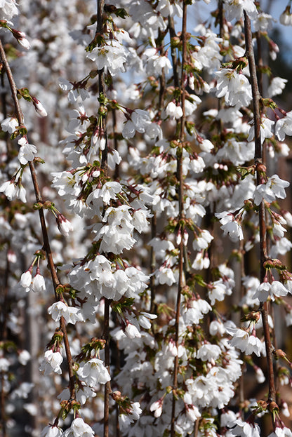 Snow Fountains Yoshino Cherry