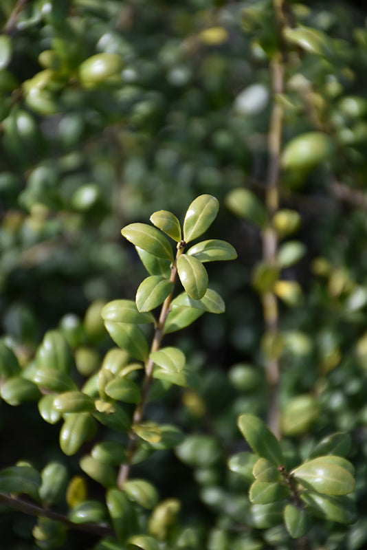 Convex-Leaf Japanese Holly