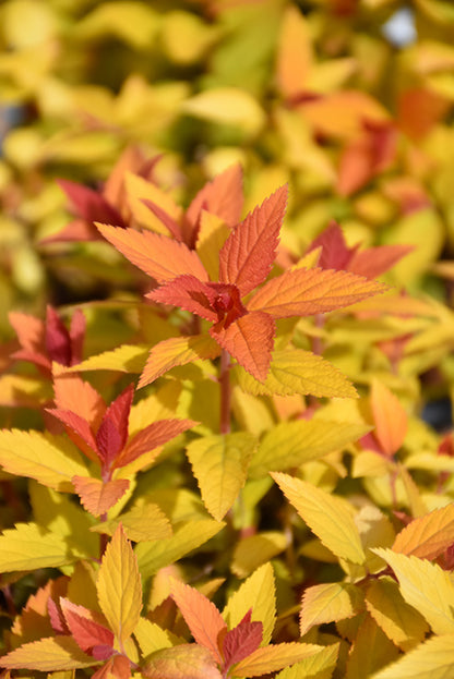 Double-Play®-Candy-Corn®-Spirea