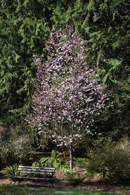 Pink Flair® Sargent Cherry