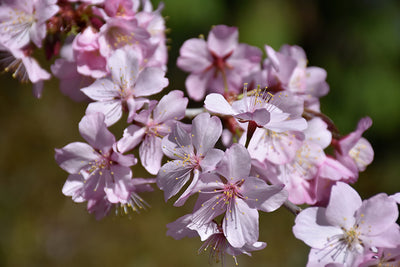 Pink-Flair®-Sargent-Cherry