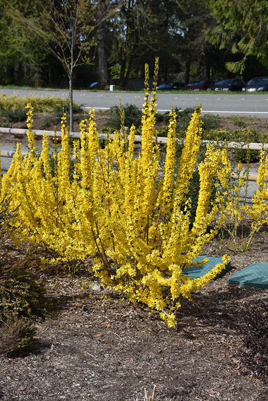 Show-Off®-Starlet-Forsythia