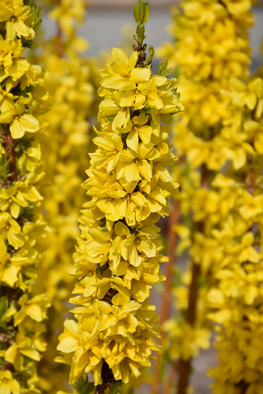Show Off® Starlet Forsythia