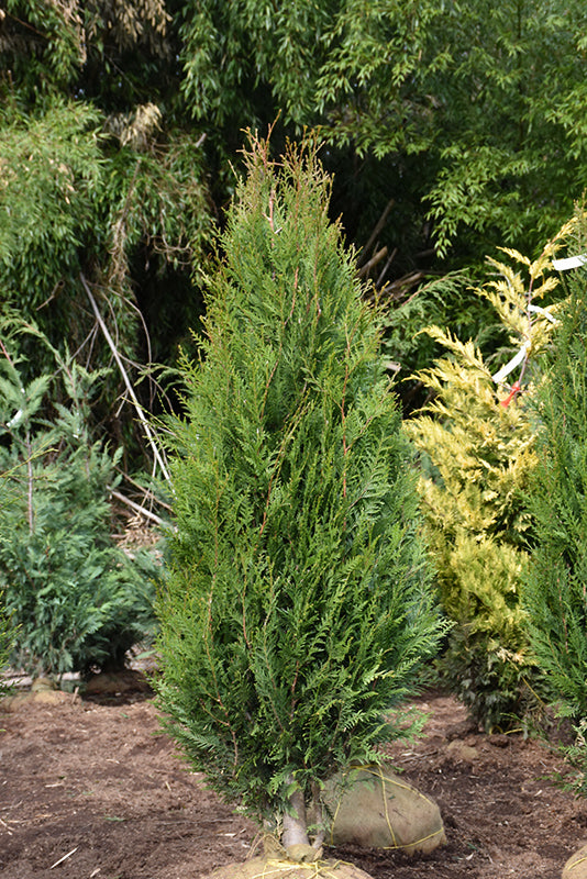 Virescens-Red-Cedar