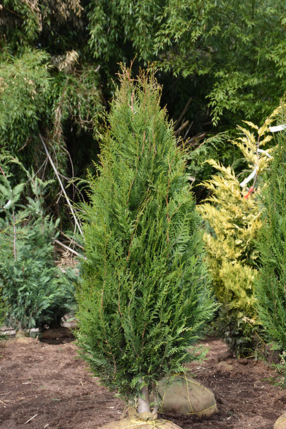 Virescens-Red-Cedar