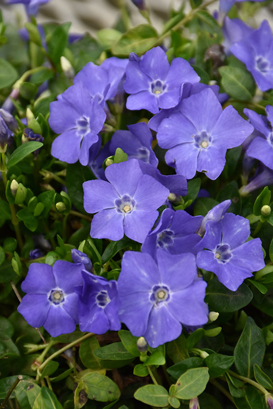 Bowles-Periwinkle