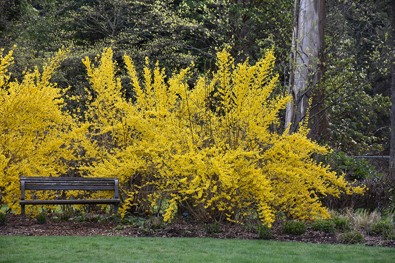 Lynwood-Gold-Forsythia