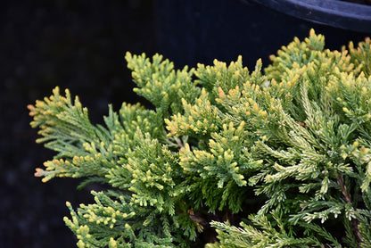 Golden Wiltonii Creeping Juniper