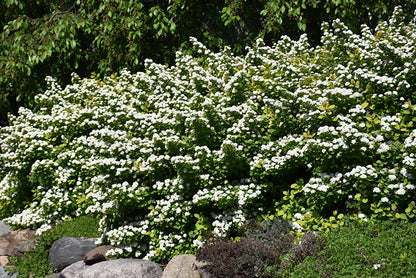 Glow-Girl®-Birch-Leaf-Spirea
