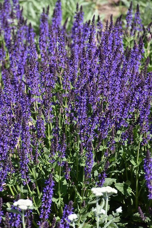 May-Night-Sage