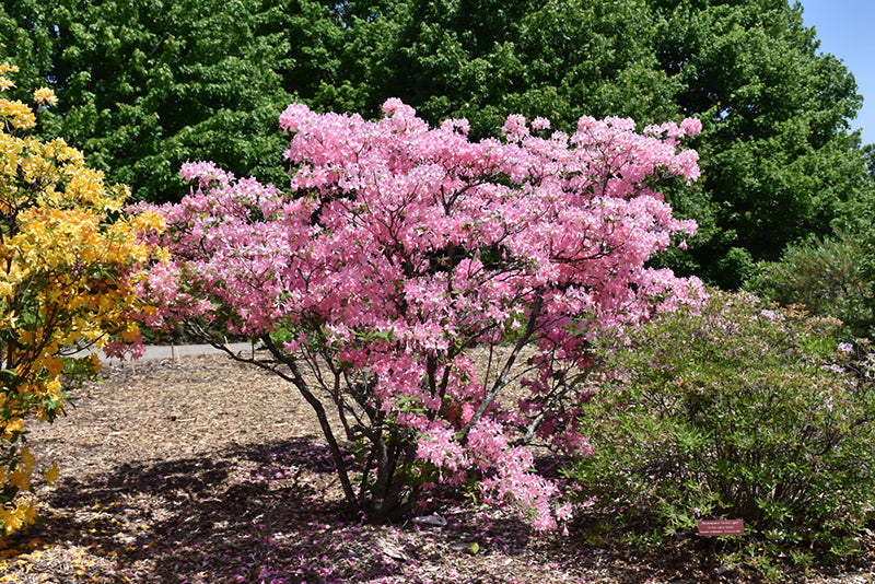 Northern Lights Azalea