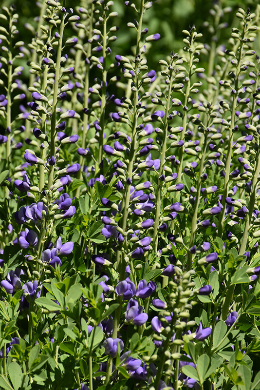Purple-Smoke-False-Indigo