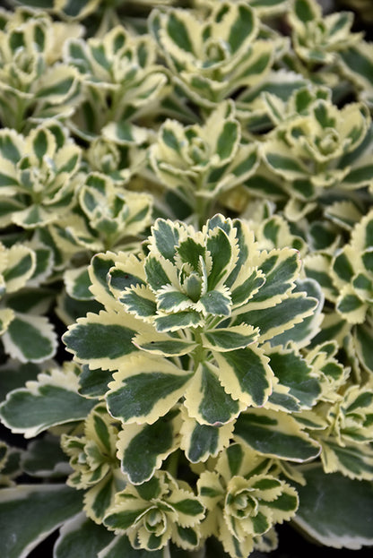 Atlantis-Stonecrop closeup