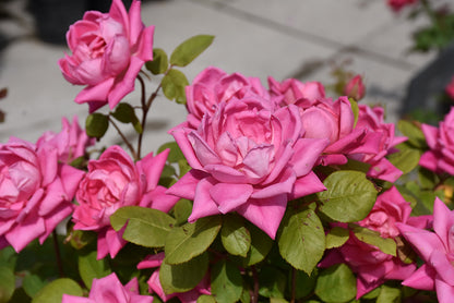 Pink Double Knock Out® Rose