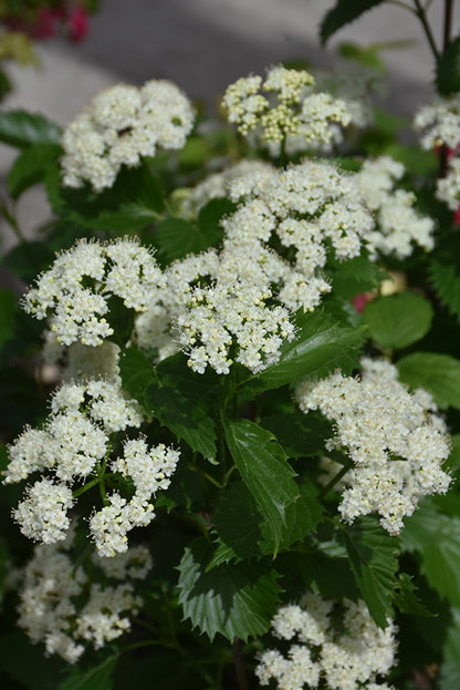 Blue Muffin® Viburnum