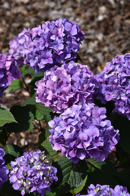 BloomStruck® Hydrangea