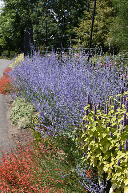 Russian Sage (#1)
