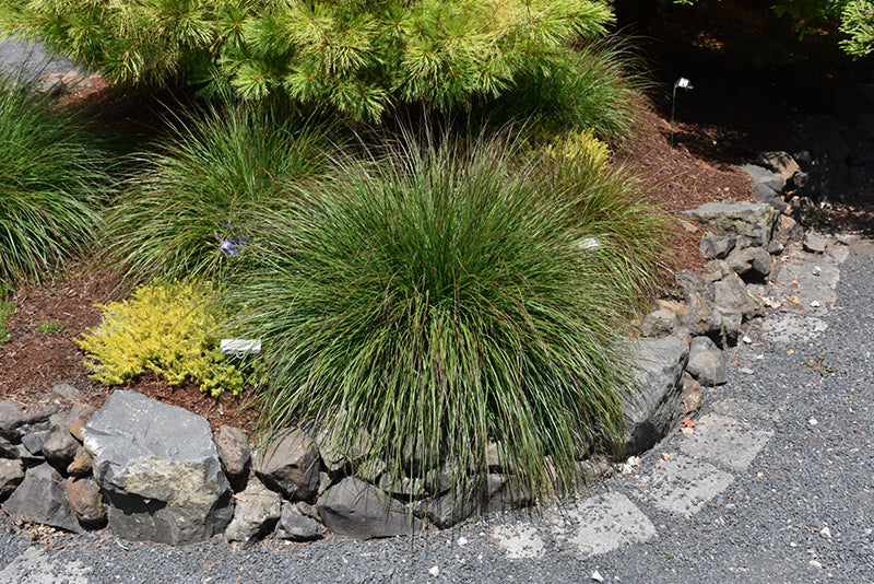 Burgundy Bunny Dwarf Fountain Grass