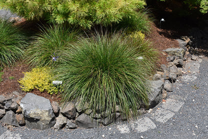 Burgundy Bunny Dwarf Fountain Grass
