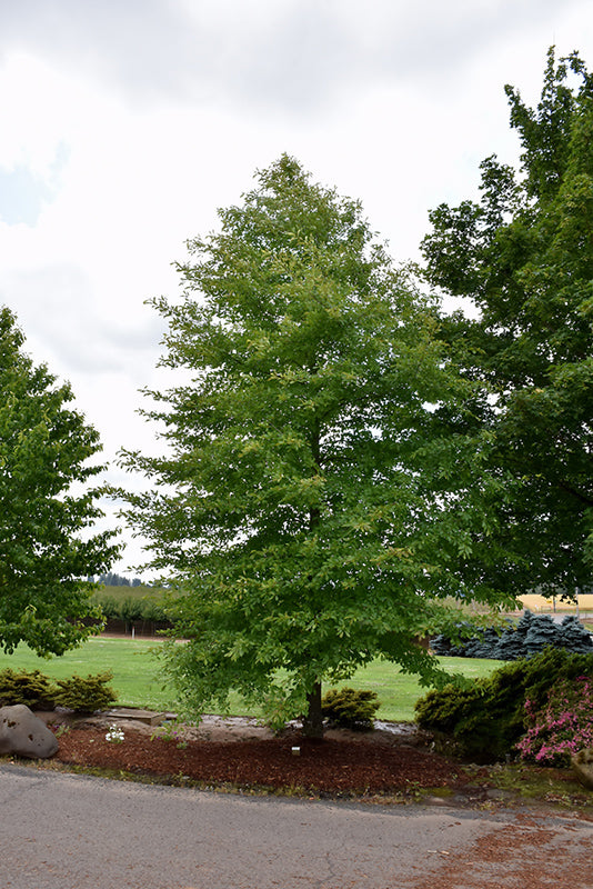 Afterburner-Black-Gum