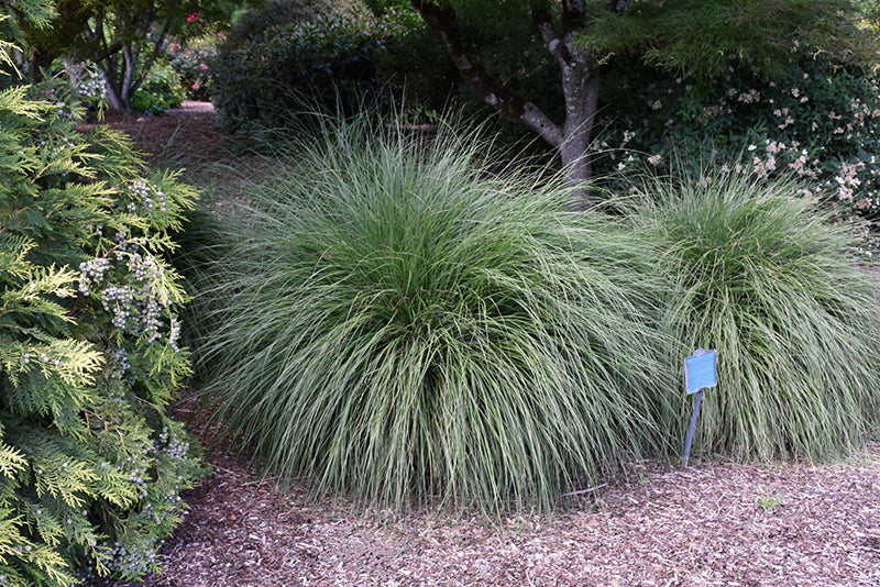 Hameln-Dwarf-Fountain-Grass