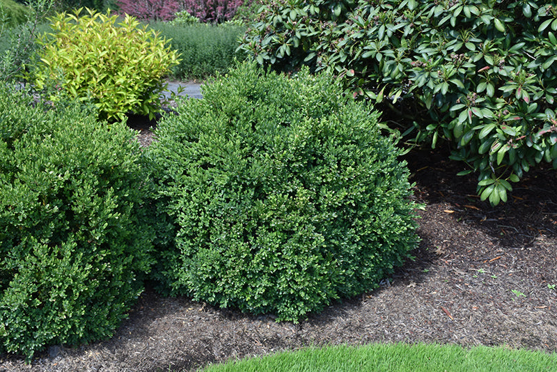 Green Velvet Boxwood