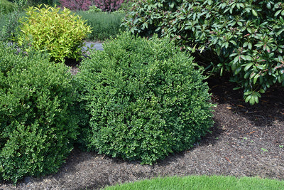 Green-Velvet-Boxwood