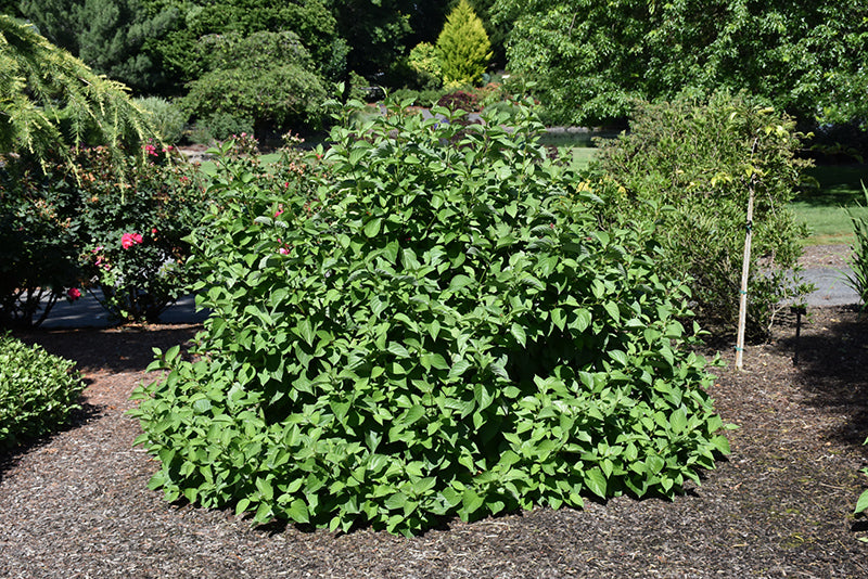 Isanti Red Twig Dogwood