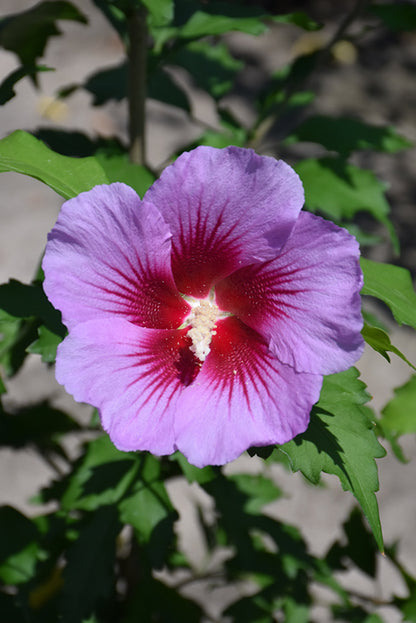 Purple-Pillar®-Rose-of-Sharon