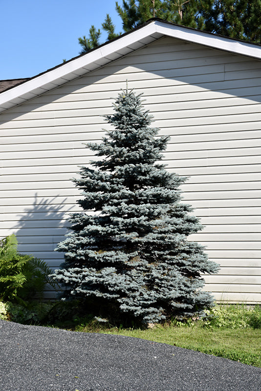 Blue Select Colorado Spruce